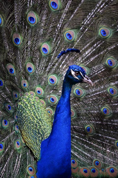 The Peacock Look | Shutterbug